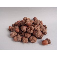 出清品 乾燥果實-橡果