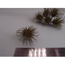 出清品人造迷你多肉(深-亮粉)/6入