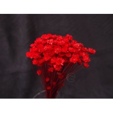 出清品乾燥花-小星花(紅)