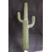 出清品人造多肉-MAGIQ  FG001782仙人掌 Cactaceae 