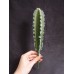 出清品 人造多肉-MAGIQ  FG001793仙人掌 Cactaceae 
