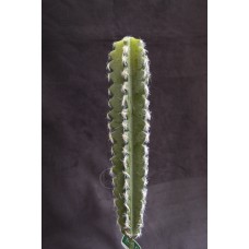 出清品 人造多肉-MAGIQ FG001794仙人掌 Cactaceae 