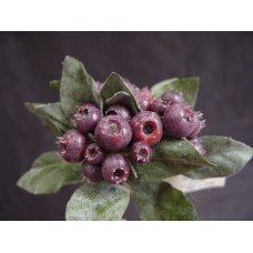 出清品人造果-MAGIQ  FM007113-007 蔓越莓 Vaccinium (紫)
