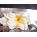 出清品人造花-MAGIQ FM008265-001梔子花 Plumeria(奶油黃)