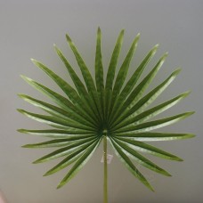 出清品人造葉-手感蒲葵葉(大)