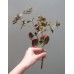 出清品 人造多肉-ASCA A-42666-015 Plastic Plant Sedum紅