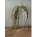 出清品人造多肉-MAGIQ FG001730 Rhipsalis Baccifera 絲葦屬科
