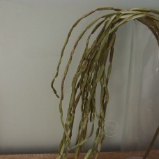 出清品人造多肉-MAGIQ FG001730 Rhipsalis Baccifera 絲葦屬科