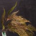 出清品 人造葉-MAGIQ FX2720Abies firma冷杉