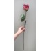 出清品 人造花-Fian FR0023-RED