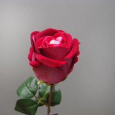 出清品 人造花-Fian FR0023-RED