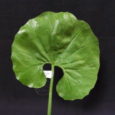 出清品 人造葉-荷葉