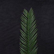 出清品人造葉-鐵樹葉