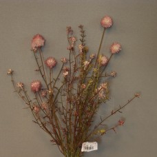 人造果-ASCA A-33478-055Leucadendron野花灌木(紫紅)