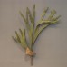 人造多肉-ASCA A-42254-51FPlatycerium willinckii鹿角蕨(綠)