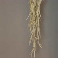 出清品 人造葉-MAGIQ FG009593Olearia Axillaris(白綠)