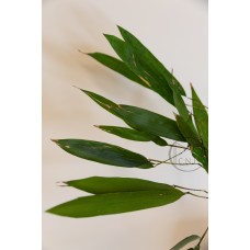 不凋花Bambuseae毛金竹 (綠)