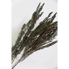 大地農園 不凋花歐石楠綠