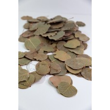 大地農園 乾燥花Leaf澳洲圓葉綠