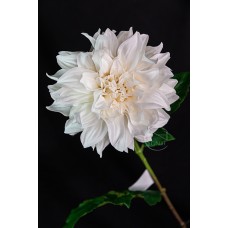 人造花 大利花 秋白 大衛朝影