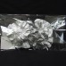 乾燥花-大地農園 Coin leaf硬幣葉銀