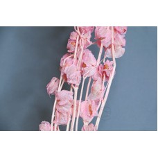 乾燥花-不凋花 風車果 粉