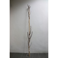樺木叉枝1.8M