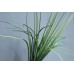 出清品  FG001368 苔屬 綠