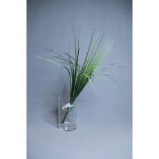 出清品  FG001368 苔屬 綠