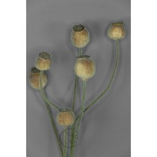 罌粟花果實 79cm