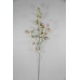 跳躍蘭花 GR BUR 100cm