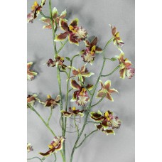 跳躍蘭花 GR BUR 100cm