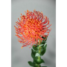 煙花菊 RED 68cm