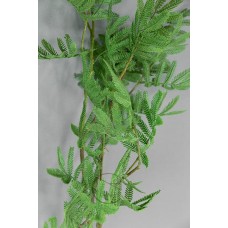 金合歡葉 125cm