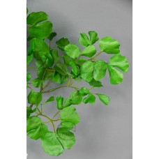 出清品芹葉長枝 99cm