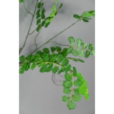 ADIANTUM SPRAY 121cm