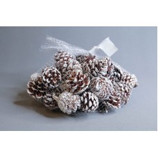 乾燥果實-松果 小 500G 刷白