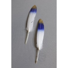出清品 小羽毛 金藍色 一包2支
