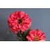 出清品 MAGIQ 人造花 FM106068-003 百日菊 紅