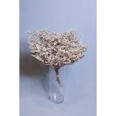雪花草
