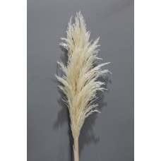乾燥花-乾燥花 蘆葦 長度約120cm