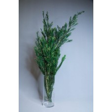 乾燥花-乾燥花 茶樹 綠