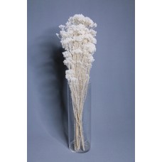 乾燥花-不凋花 漂色米香花 白