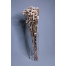 乾燥花-不凋花 漂色米香花 原桿白