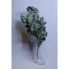 乾燥花-永生橡樹葉 義大利 綠 小包