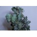 乾燥花-永生橡樹葉 義大利 綠 小包