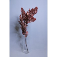 乾燥花-永生橡樹葉 義大利 橘紅 小包