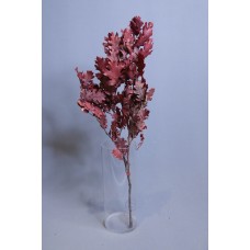 乾燥花-永生橡樹葉 義大利 紅 小包