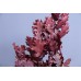乾燥花-永生橡樹葉 義大利 紅 小包