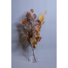 乾燥花-永生山毛櫸 義大利 黃色 小包